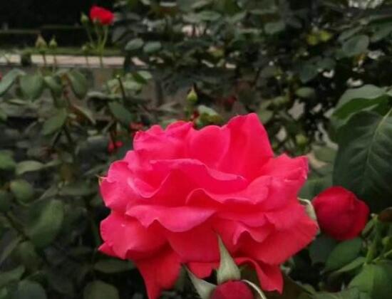 月季花花期是什么時候，月季花什么時候開花