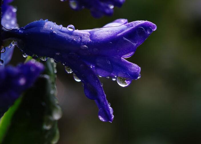 風(fēng)信子花語(yǔ)大全,不同的顏色不同的含義