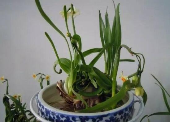 水仙花水養(yǎng)怎么選盆，選圓形、橢圓形、淺盆、淺盤最為合適
