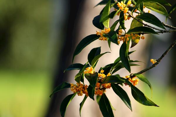 桂花樹種植方法，5步即可完成桂花的種植