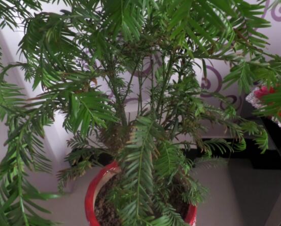 紅豆杉放家哪個位置好，教你六種最佳擺放地點(diǎn)(招財(cái)生旺)