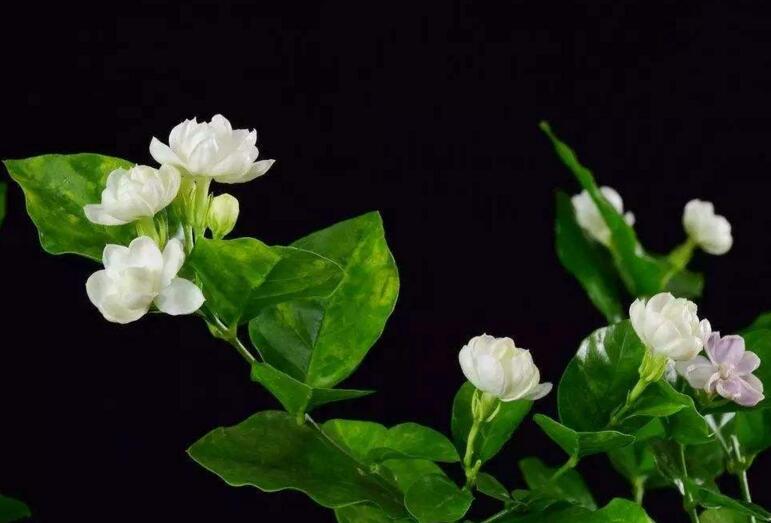 茉莉花開花后怎么辦，要及時修剪和施肥等3個方面的養(yǎng)護