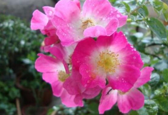薔薇花的冬季怎么養，薔薇花的冬季養殖方法