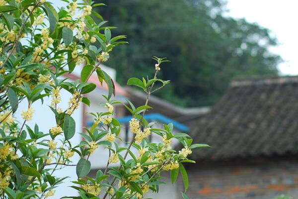 桂花樹幾年開花，養(yǎng)護5年以上才能開花
