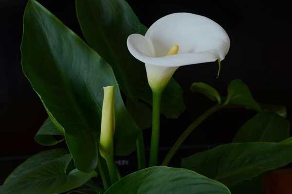 馬蹄蓮種植方法和時(shí)間，秋季播種最為適宜