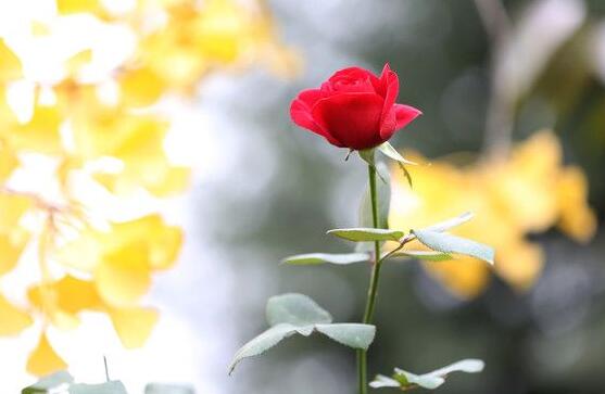 玫瑰花葉子發(fā)黃怎么辦，玫瑰花葉子發(fā)黃解決辦法
