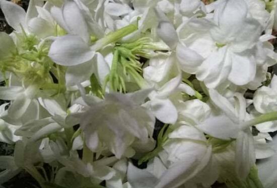 茉莉花花期多久，茉莉花花期長(zhǎng)達(dá)半年(5-10月)