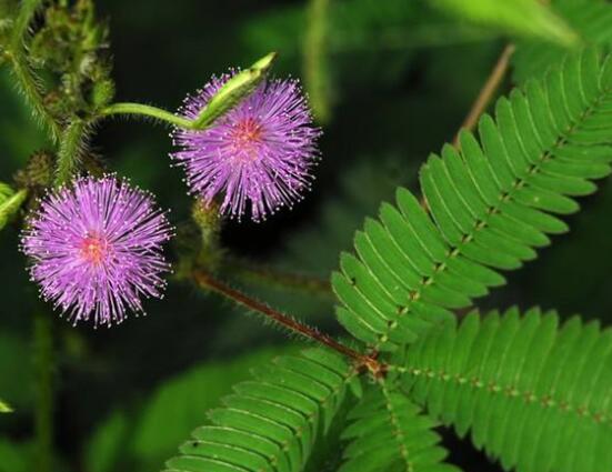 羞草怎么種，浸種晾干、覆土4厘米深(15天生根發(fā)芽)