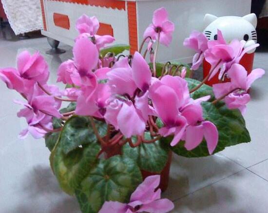 仙客來什么時候開花，仙客來一年開幾次花/冬季開花