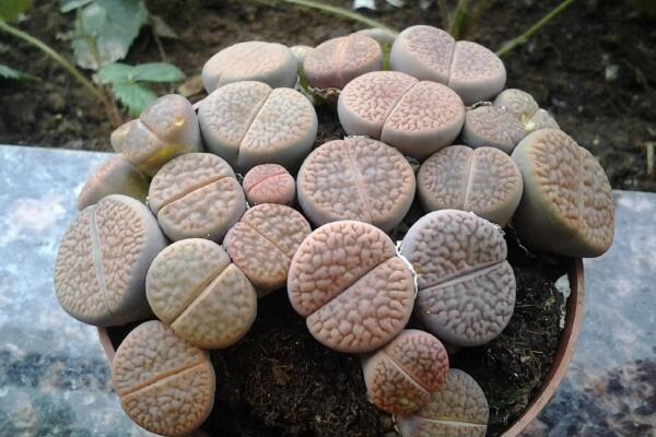 如何種生石花，4步即可完成生石花的種植