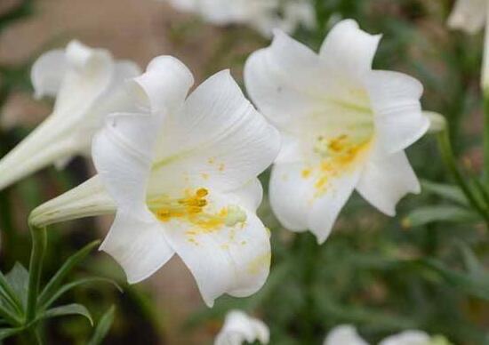 百合花怎么養(yǎng)，百合花的養(yǎng)殖方法和注意事項(xiàng)
