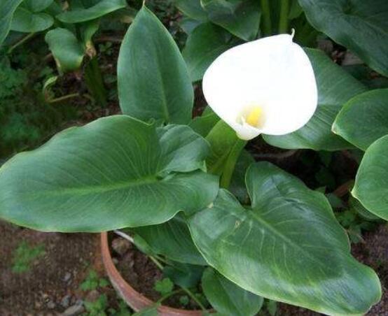 送馬蹄蓮花代表什么，不同顏色不同寓意(最深的祝福)