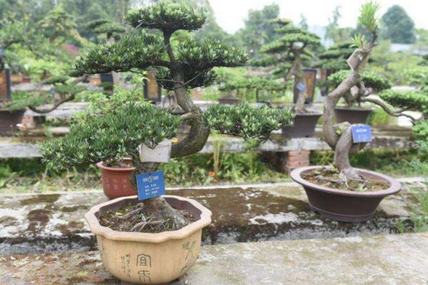 羅漢松用什么肥料快長，不同的時期對養(yǎng)分的需求不同