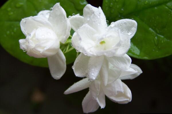 茉莉花葉子發黑怎么回事，最常見3種原因及處理方法