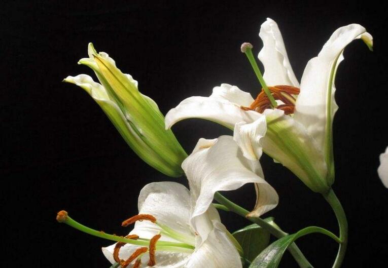 百合花的花語和寓意，不同顏色的寓意和花語都不同