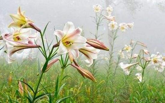 百合花花期多久，百合花開花后怎么處理/施肥澆水養(yǎng)護