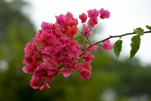 三角梅掉葉子怎么辦，先分析原因然后進行處理