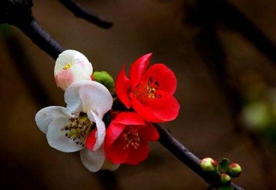 海棠花什么時候開花，盆栽海棠花花期多久