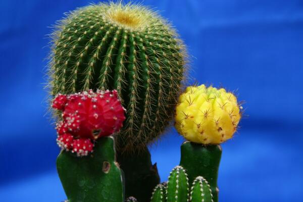 仙人球開(kāi)花后怎么處理，保證光照充足并減少澆水