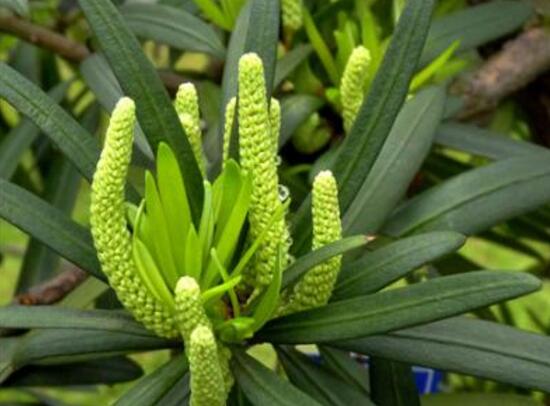 羅漢松會開花嗎，羅漢松開花三年一開