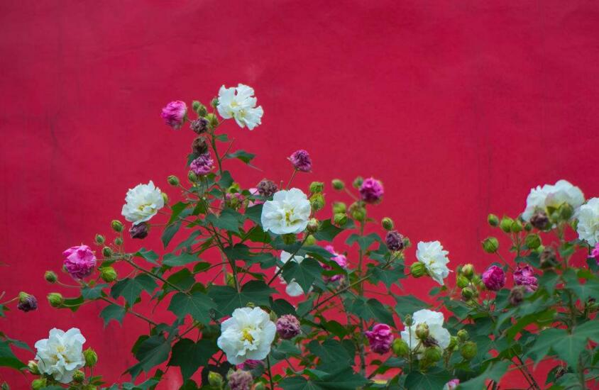 盆栽芙蓉花的養(yǎng)殖方法，養(yǎng)護(hù)得當(dāng)可以花開(kāi)滿園