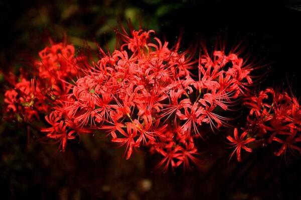 彼岸花的種植方法，只需記住四大要點(diǎn)即可
