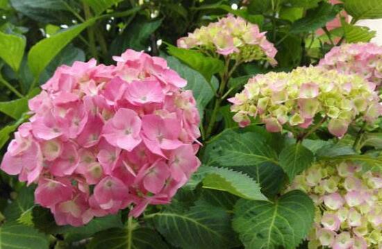繡球花可以水培嗎，繡球花怎么在花瓶里養
