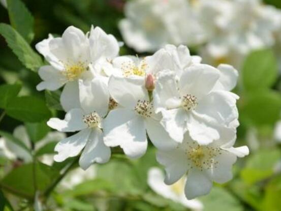 白色薔薇花，白色薔薇花特點