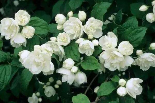 茉莉花冬天葉子掉光了還能活嗎，注意養(yǎng)護(hù)還能成活