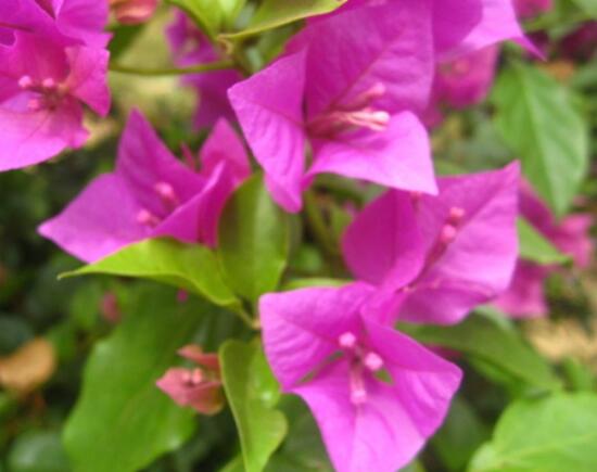 三角梅不開花，教你三種原因以及解決辦法