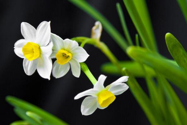 水仙花怎么會養好，養好水仙花只需要5步