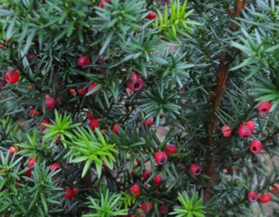 家養紅豆杉有什么好處，延年益壽、身體健康、長壽幸福