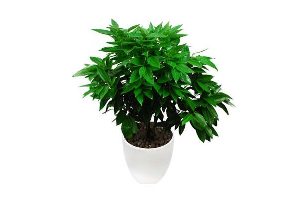 室內養平安樹的好處，旺運勢還健康