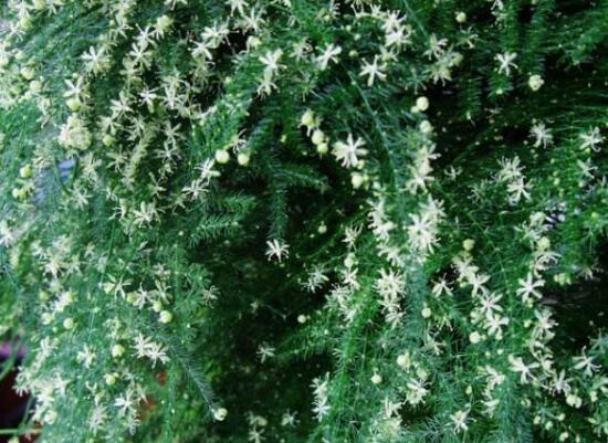 文竹會開花嗎，文竹開花有什么兆頭/很難開花