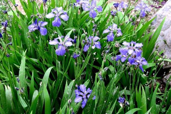 蘭花花苞發(fā)黑脫落怎么辦，多是施肥量大、澆水過(guò)多
