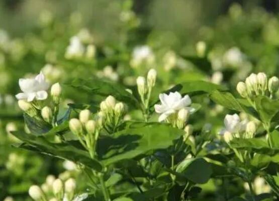 茉莉花的養殖方法，老總總結七大基本養殖方法