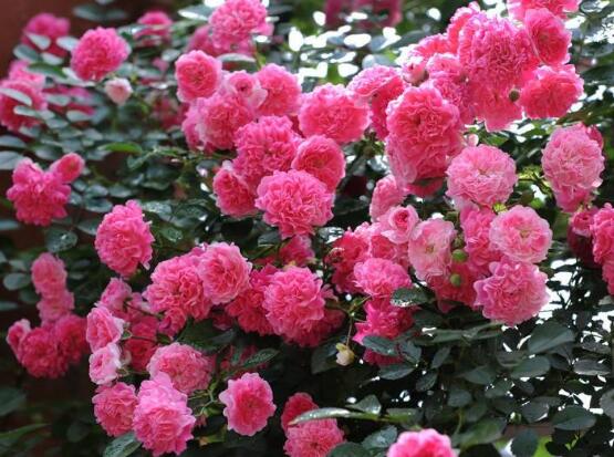 薔薇花語(yǔ)是什么，薔薇花語(yǔ)代表著美好的愛(ài)情與愛(ài)的思念