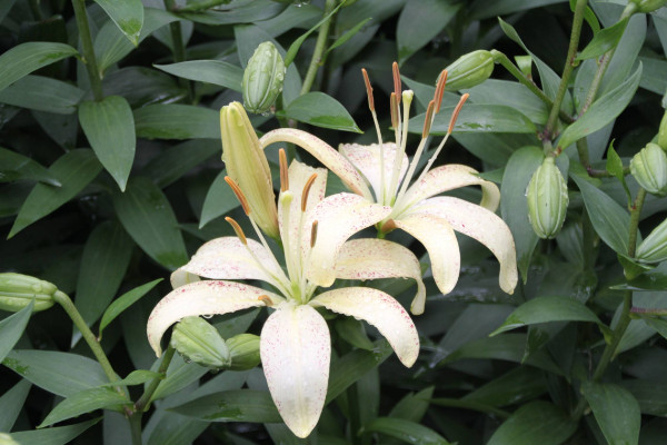 百合花葉子發黃怎么辦，調節水分/光照并殺蟲除菌