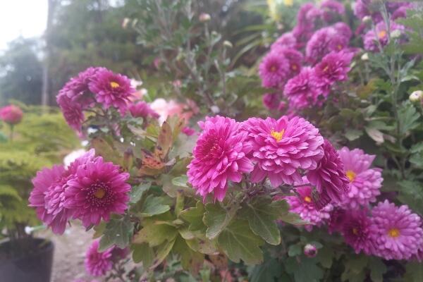 菊花秋天怎么養,保證光照、養分的充足