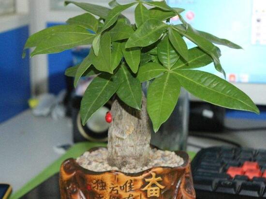 發財樹盆栽怎么養，小發財樹盆景圖片大全