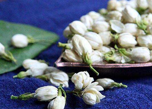 茉莉的花語，地區(qū)和數(shù)量不同代表的寓意也不同