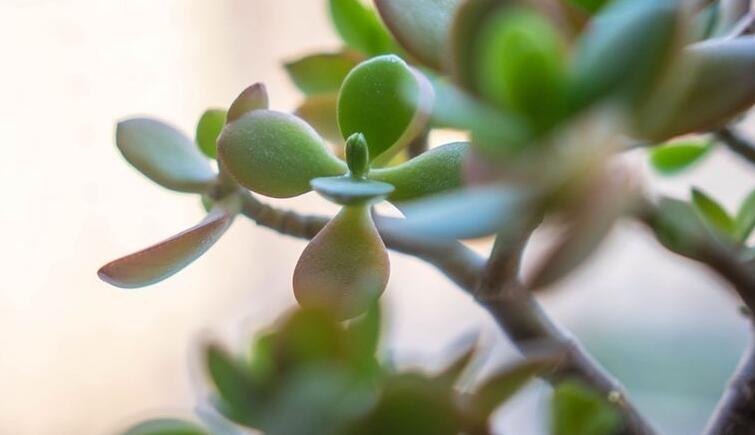 燕子掌植物怎么養(yǎng)，適宜的土壤和水份最關(guān)鍵