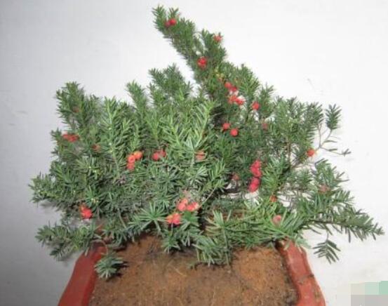 紅豆杉放家哪個位置好，教你六種最佳擺放地點(diǎn)(招財(cái)生旺)