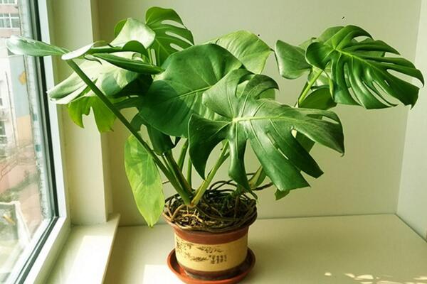 龜背竹幼葉發黃怎么辦，5種原因以及處理方法介紹