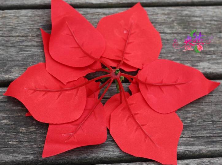 一品紅花放室內對身體有害嗎，可以放在室內但是不要碰到它的汁液