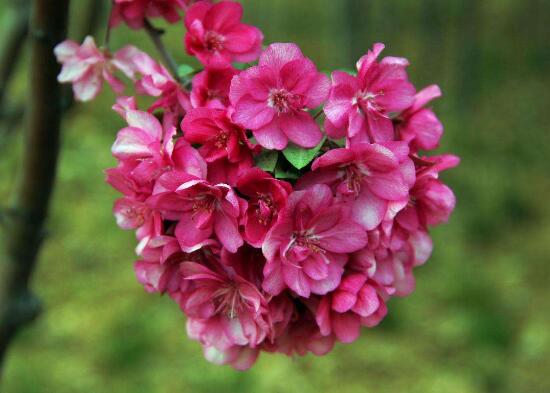 海棠花花語是什么，海棠花為什么叫斷腸花