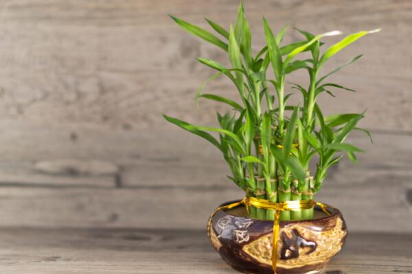 富貴竹怎么養(yǎng)才能更旺盛，5個方法可以讓富貴竹更旺盛