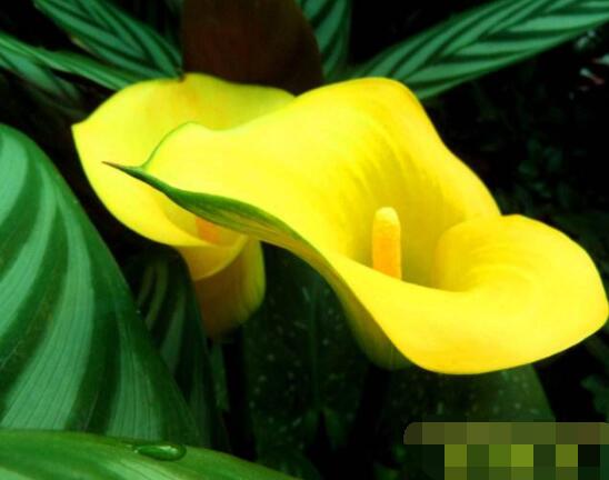 彩馬蹄蓮的養(yǎng)殖方法，做好五個(gè)要點(diǎn)花開艷麗