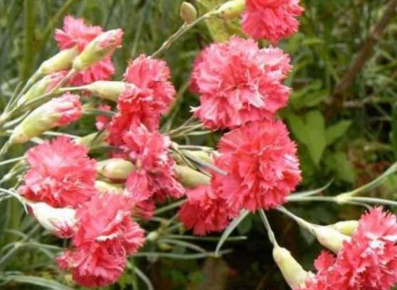 怎么讓康乃馨快速開(kāi)花，教你五種花開(kāi)爆盆最好方法