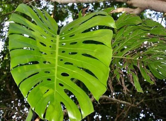 龜背竹有幾個品種，細數龜背竹六大品種